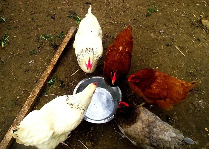 펜션 Private Pool With Stunning Views Of The Chateau!! Sunset